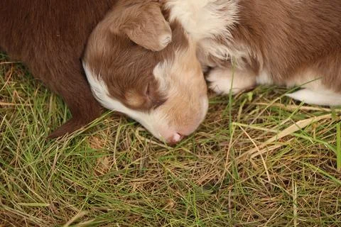 A puppy is sleeping on the grass Stock Photos
