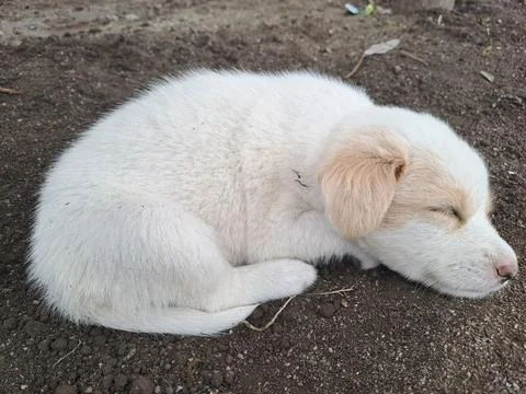 Puppy sleeping on the ground Stock-Fotos