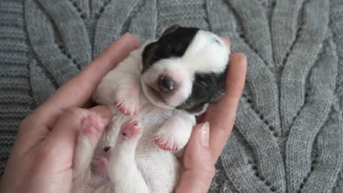 Puppy sleeping in the owners hands Stock Footage 202895238