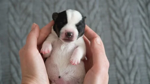 Puppy sleeping in the owners hands Stock Footage 202896791