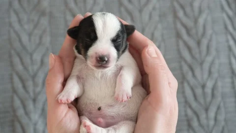 Puppy sleeping in the owners hands Stock Footage 202897888