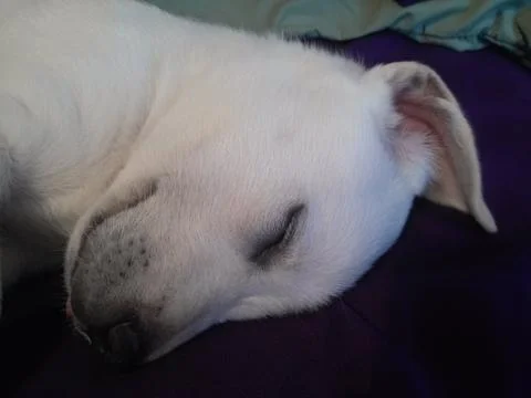Puppy Sleeping Stock Photos
