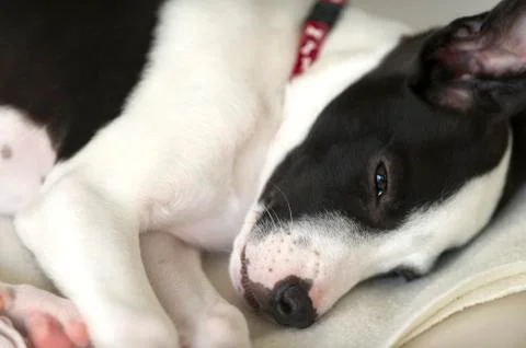 Puppy Sleeping Stock Photos