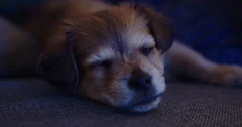 Puppy sleeping on sofa. Shot in 4K Видео 49626717