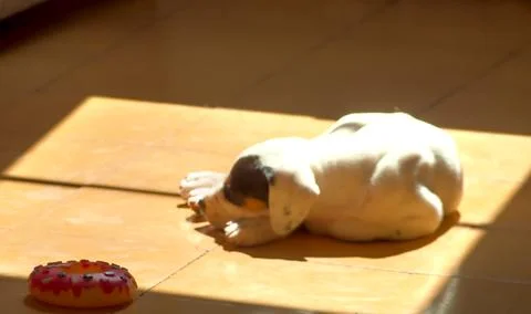 Puppy sleeping in the sun of the window Stock Photos