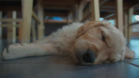 Puppy sleeping under table Stock Footage