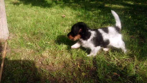 Puppy slow motion Stock Footage 111649066