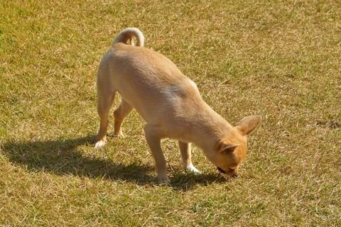 A puppy smelling grass while walking. Stock Photos