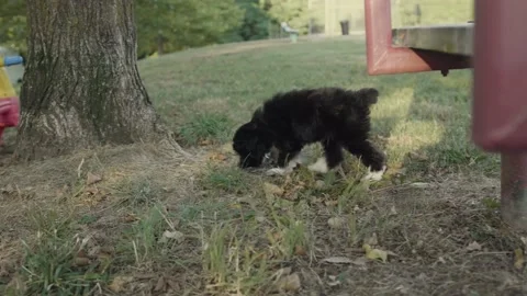 Puppy sniffs ground and tree at a park Stock Footage