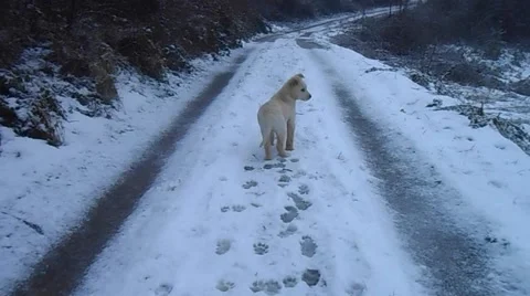 Puppy on snow Stock Footage 46545424