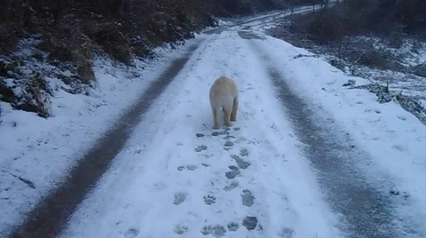 Puppy on snow Stock Footage 46547005