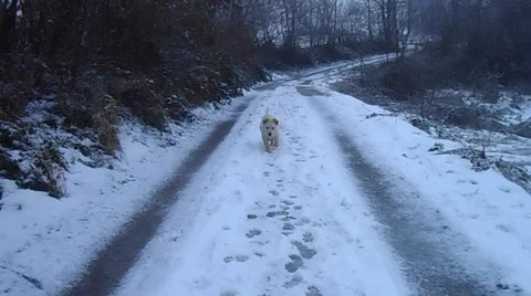 Puppy on snow Stock Footage 46547650