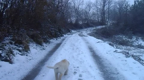 Puppy on snow Stock Footage 46547706