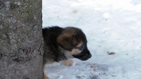Puppy in the snow Stock Footage 72747500
