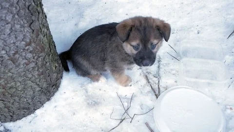 Puppy in the snow Video stock 72747509