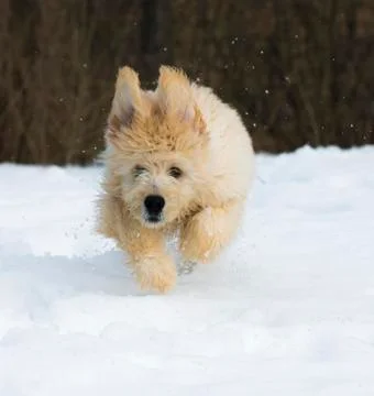 Puppy in the snow Stock Photos