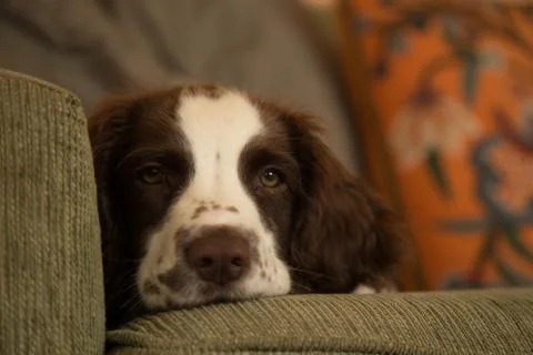 Puppy on Sofa Stock Photos