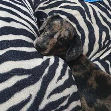 Puppy on sofa Stock Photos