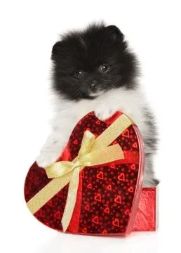 Puppy Spitz in a gift box in the shape of a heart Stock Photos