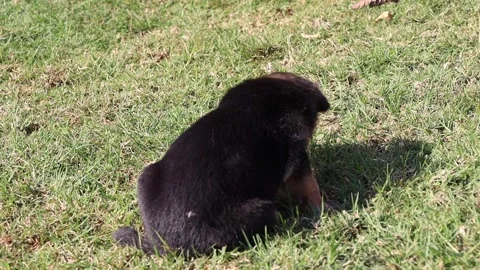 Puppy standing up Stock Footage 156890751