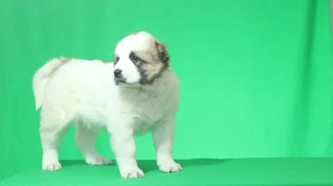 Puppy standing on a green screen Stock Footage 44758324