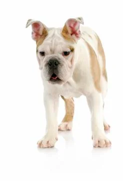 Puppy standing Stock Photos