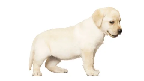 Puppy  standing on a white background Stock Footage 75701543