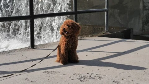 Puppy stands on leash facing waterfall soaking up nature beauty enjoying scenic Stock Footage 280098672