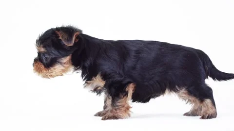 Puppy stands on a white background, side view Video stock 130116404