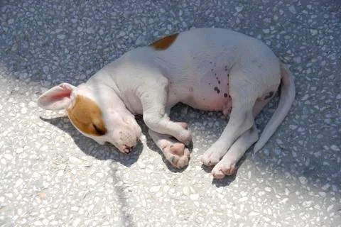 Puppy sunbathing Stock Photos
