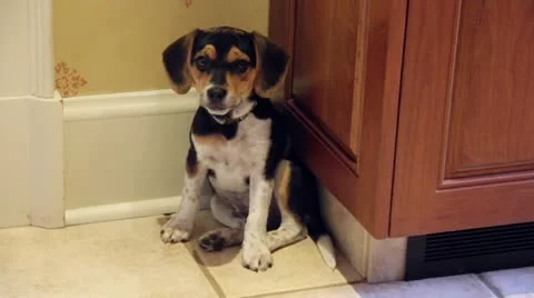 Puppy In Time-out Stock Footage 21358659