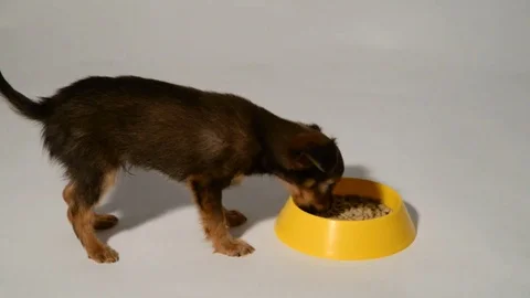 Puppy toy terrier eats from a bowl. Stock Footage