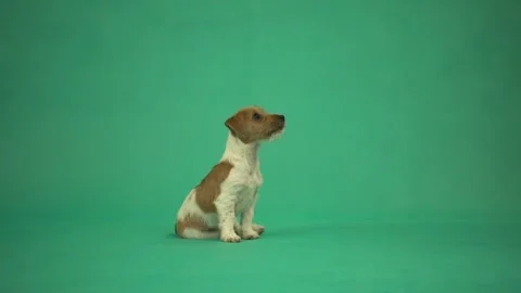 Puppy training on green screen Stock Footage 133500472