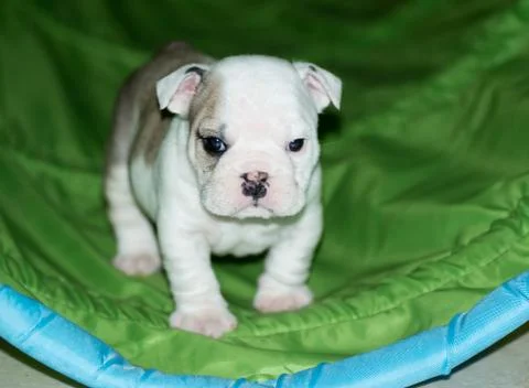 Puppy training Stock Photos