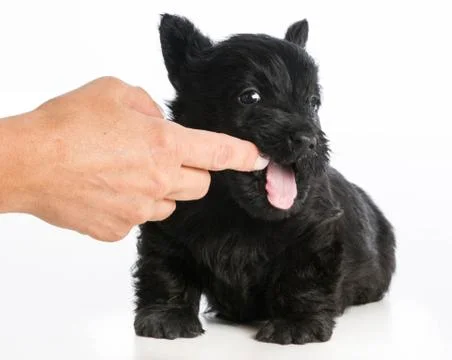 Puppy training Stock Photos