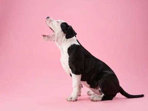 Puppy in Training Pose Stock Photos