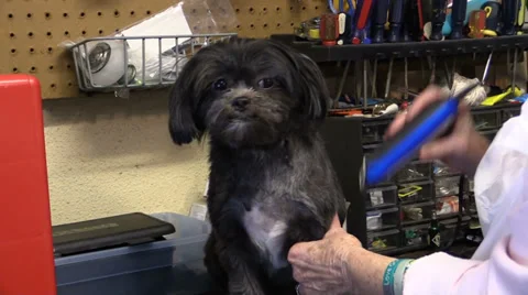 Puppy Trim 01 Stock Footage 37163981