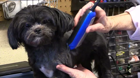 Puppy Trim 02 Stock Footage 37164111
