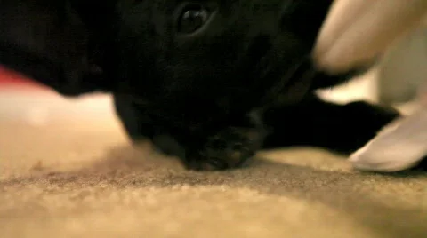 Puppy tug of war Stock Footage 625844