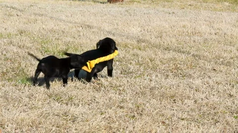Puppy Tug of War Stock Footage 1150924