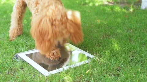 Puppy using digital tablet in the yard. Stock Footage