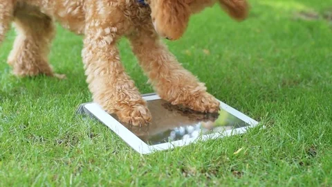 Puppy using digital tablet in the yard. Video stock 76981341