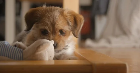 Puppy very close up slowmotion 4K Stock Footage 113975997