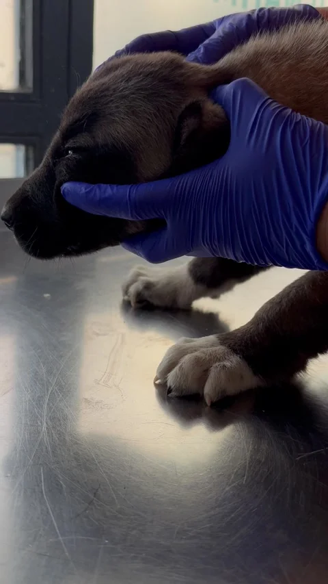 Puppy in a veterinary clinic Stock Footage 337876378