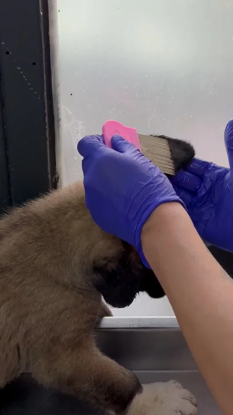 Puppy in a veterinary clinic Video stock 337877009