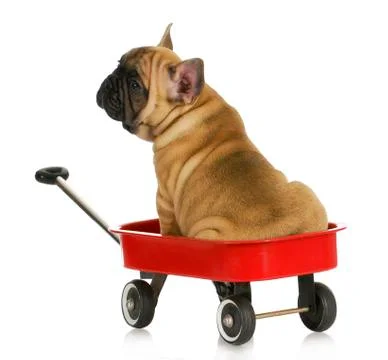 Puppy in a wagon Stock Photos