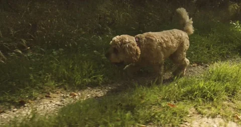 Puppy on a walk Stock Footage 139755575