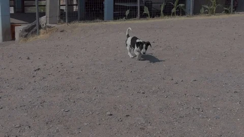 Puppy walking Stock Footage 86362910