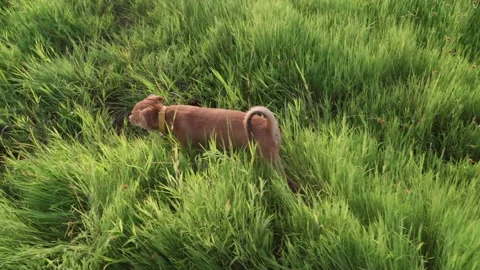 Puppy is walking in the grass 動画素材 167970911