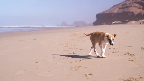 Puppy walking on the sand on the beach Stock Footage 87519799